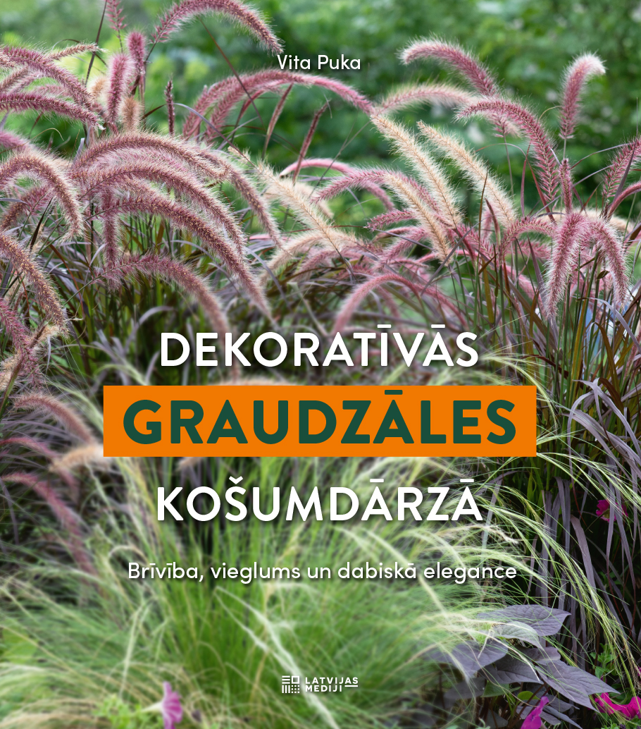 Dekoratīvās graudzāles košumdārzā 